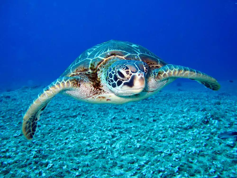 Pod Vodou