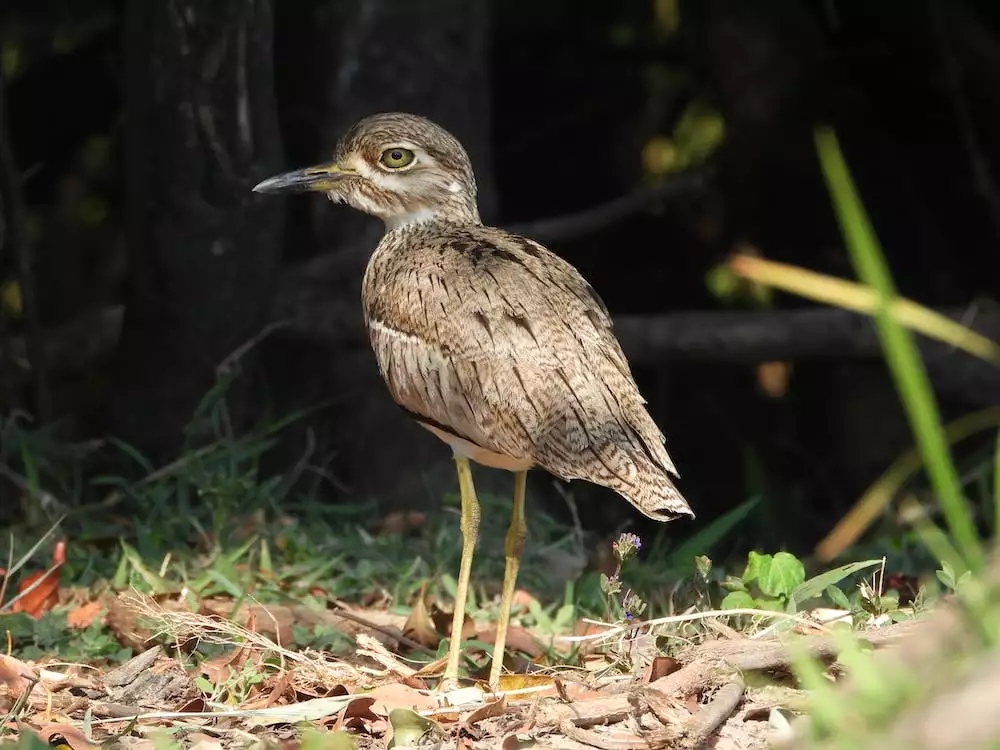 Senegal