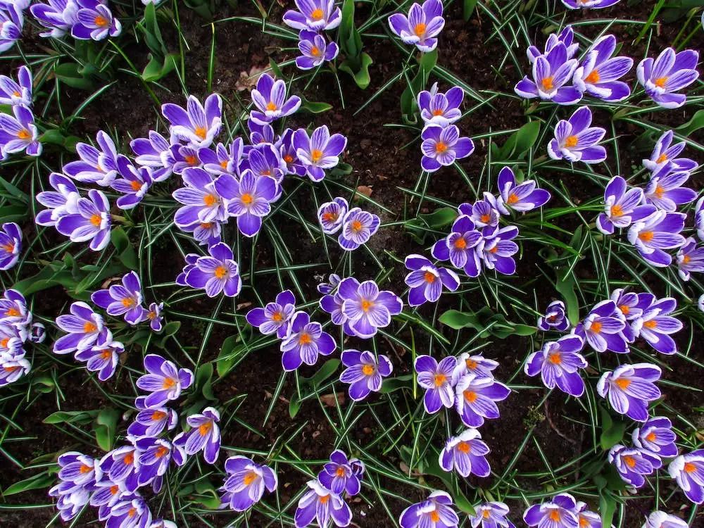 Keukenhof