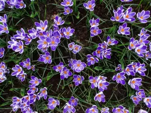 Keukenhof
