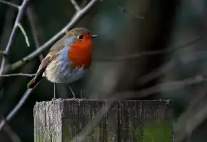 Na Příkopě