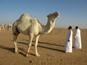 Saudská Arábie