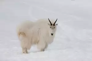 Yukon