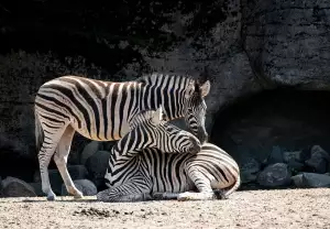 Olomouc Zoo
