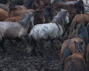 Ježkův Statek