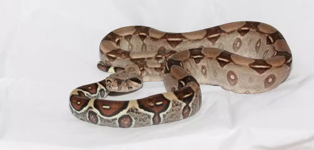 Boa Vista