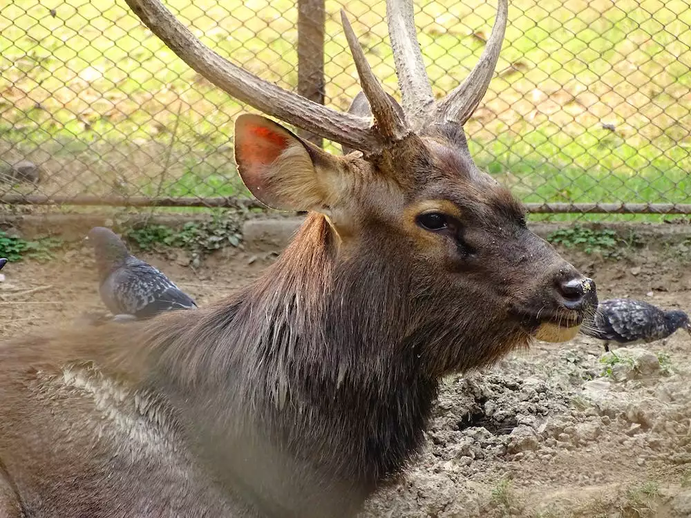 Zoo Vídeň