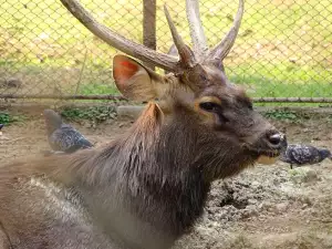 Zoo Vídeň