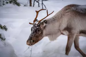 Laponsko